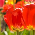 Bright Red Tulips in garden Bright Red Tulips in garden