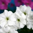 petunia flowers petunia flowers